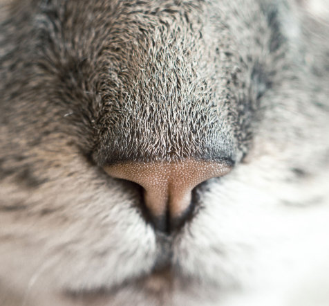 Cat nose