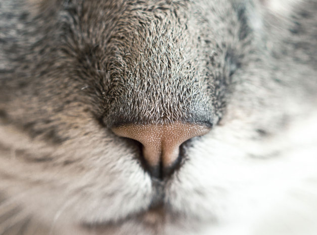 Cat nose